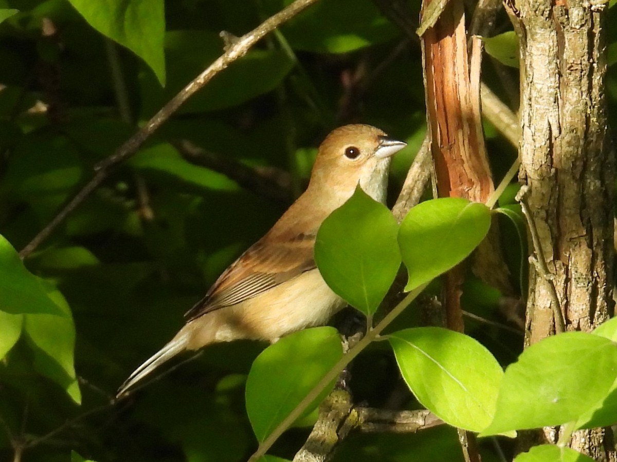Indigo Bunting - ML635794484