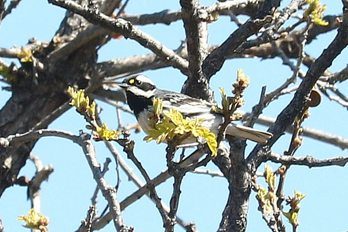 Black-throated Gray Warbler - ML635794504