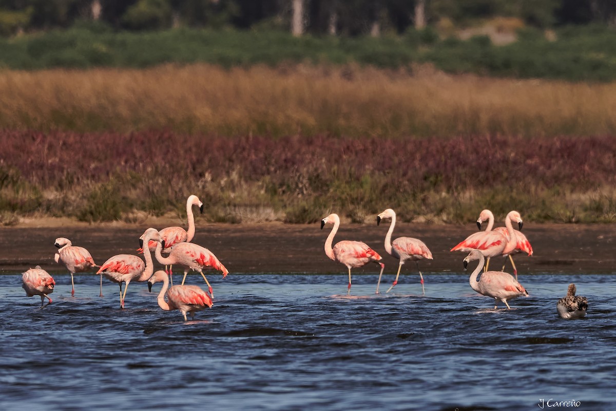 Chilean Flamingo - ML635794518