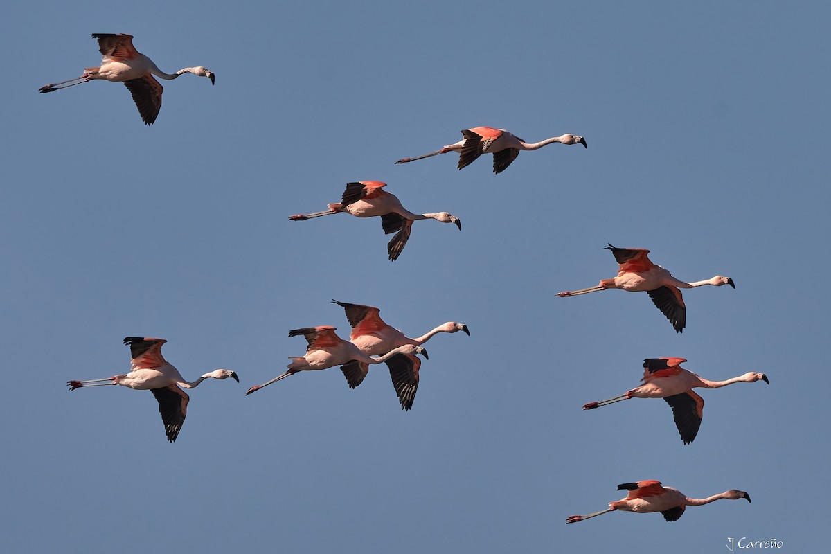 Chilean Flamingo - ML635794522
