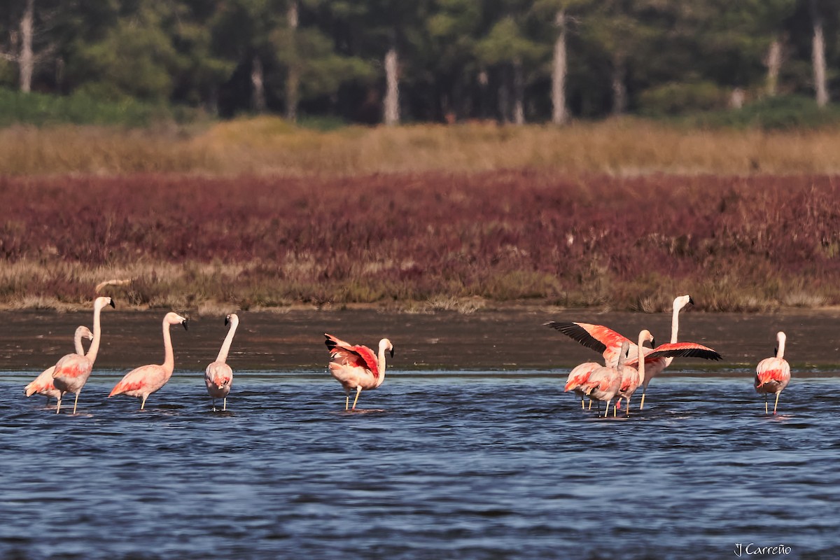 Chilean Flamingo - ML635794523
