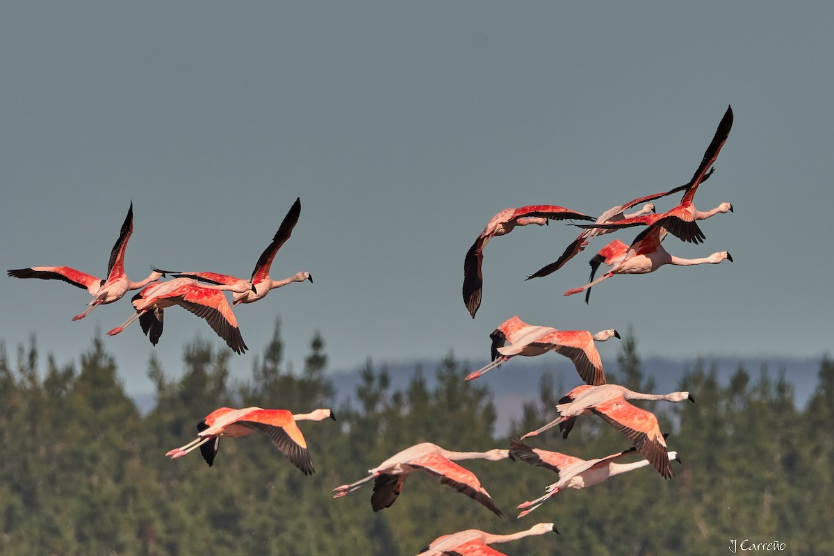 Chilean Flamingo - ML635794524