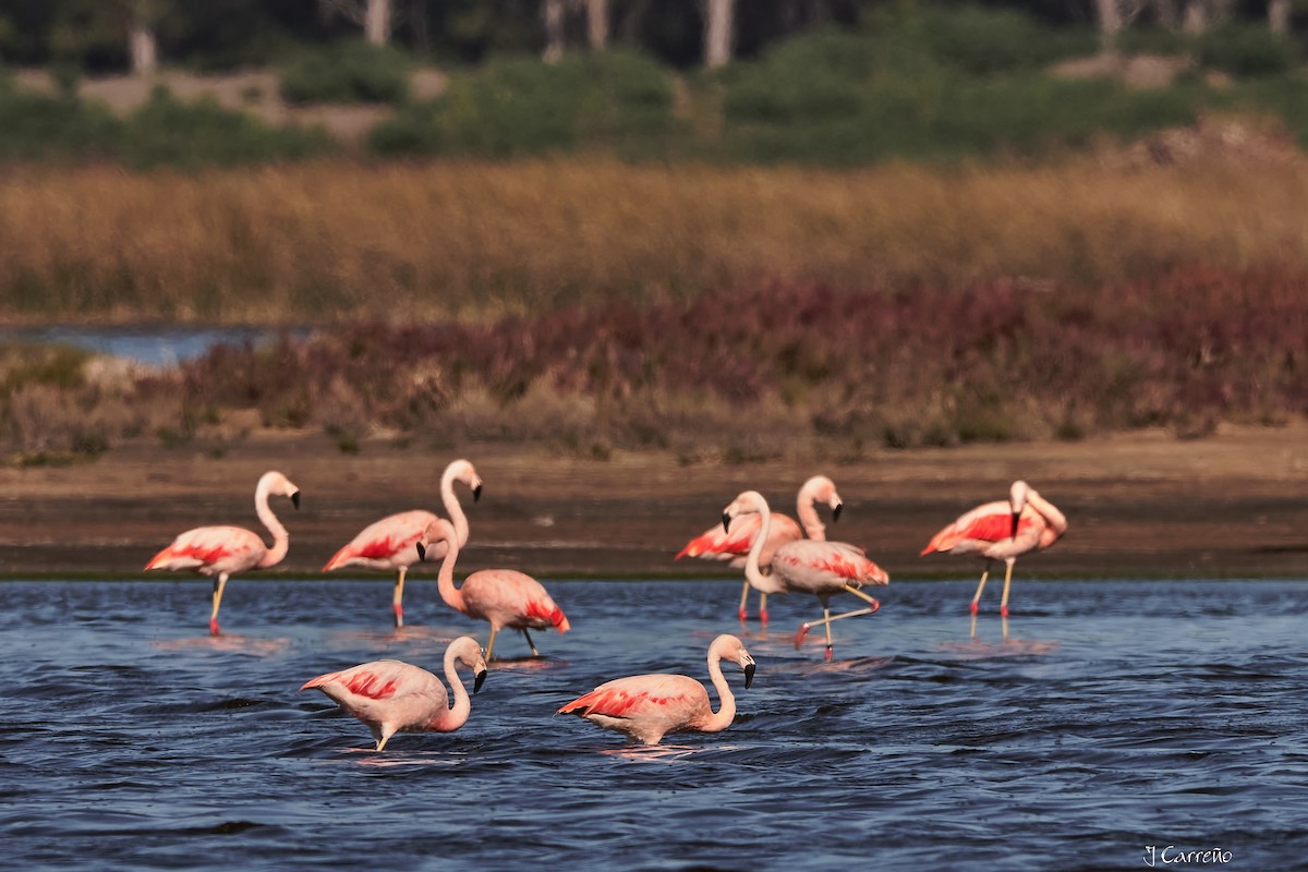 Chilean Flamingo - ML635794527