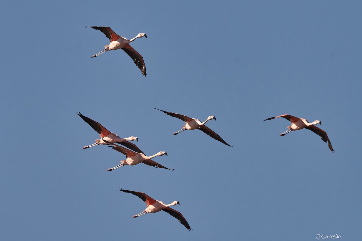 Chilean Flamingo - ML635794530