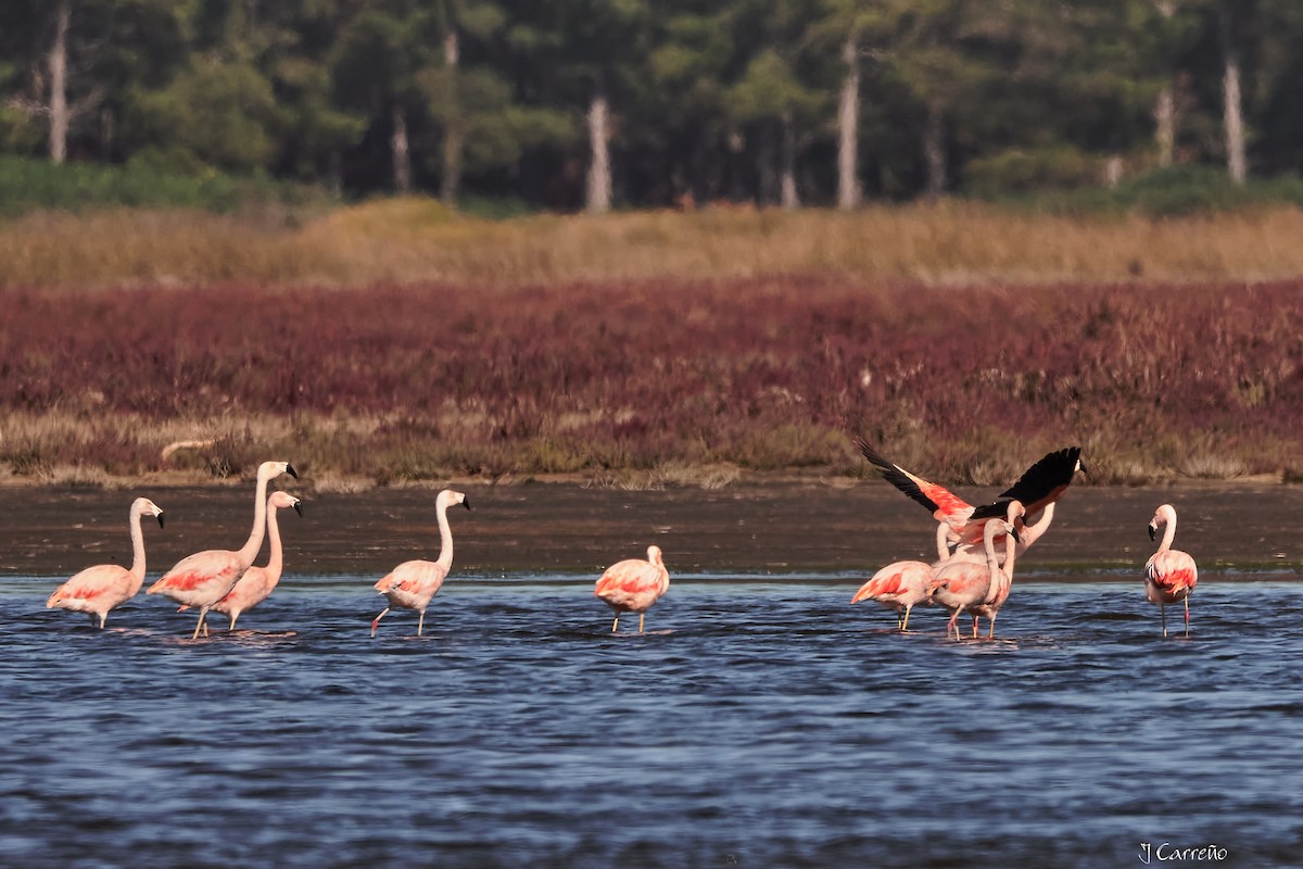 Chilean Flamingo - ML635794532