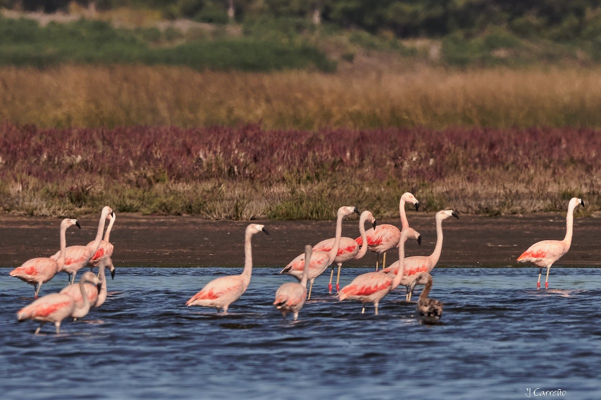 Chilean Flamingo - ML635794533