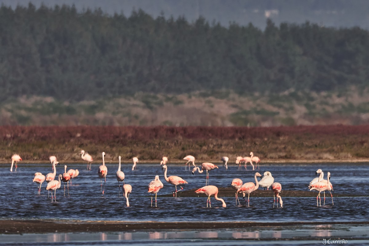 Chilean Flamingo - ML635794535