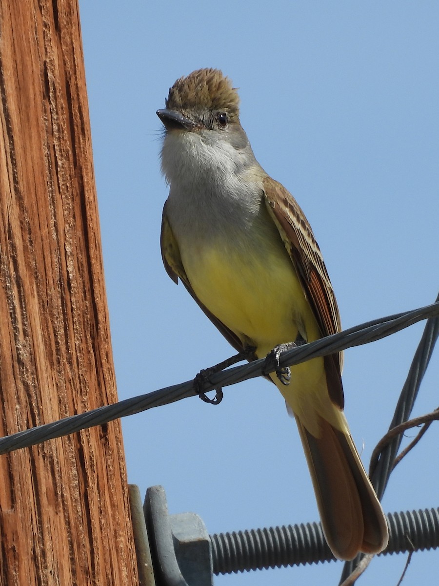 Brown-crested Flycatcher - ML635794544