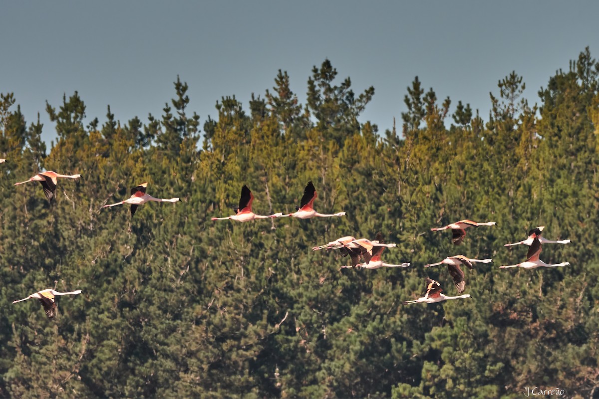 Chilean Flamingo - ML635794545