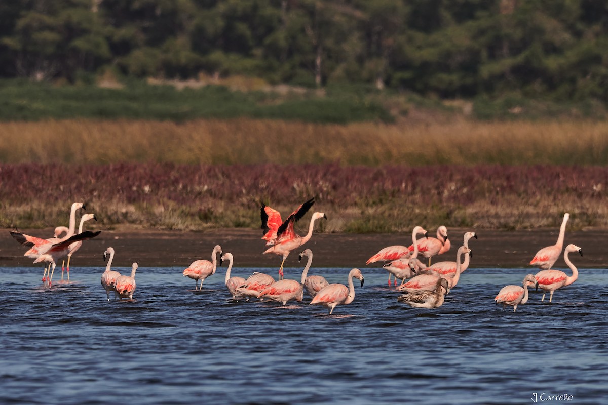 Chilean Flamingo - ML635794551