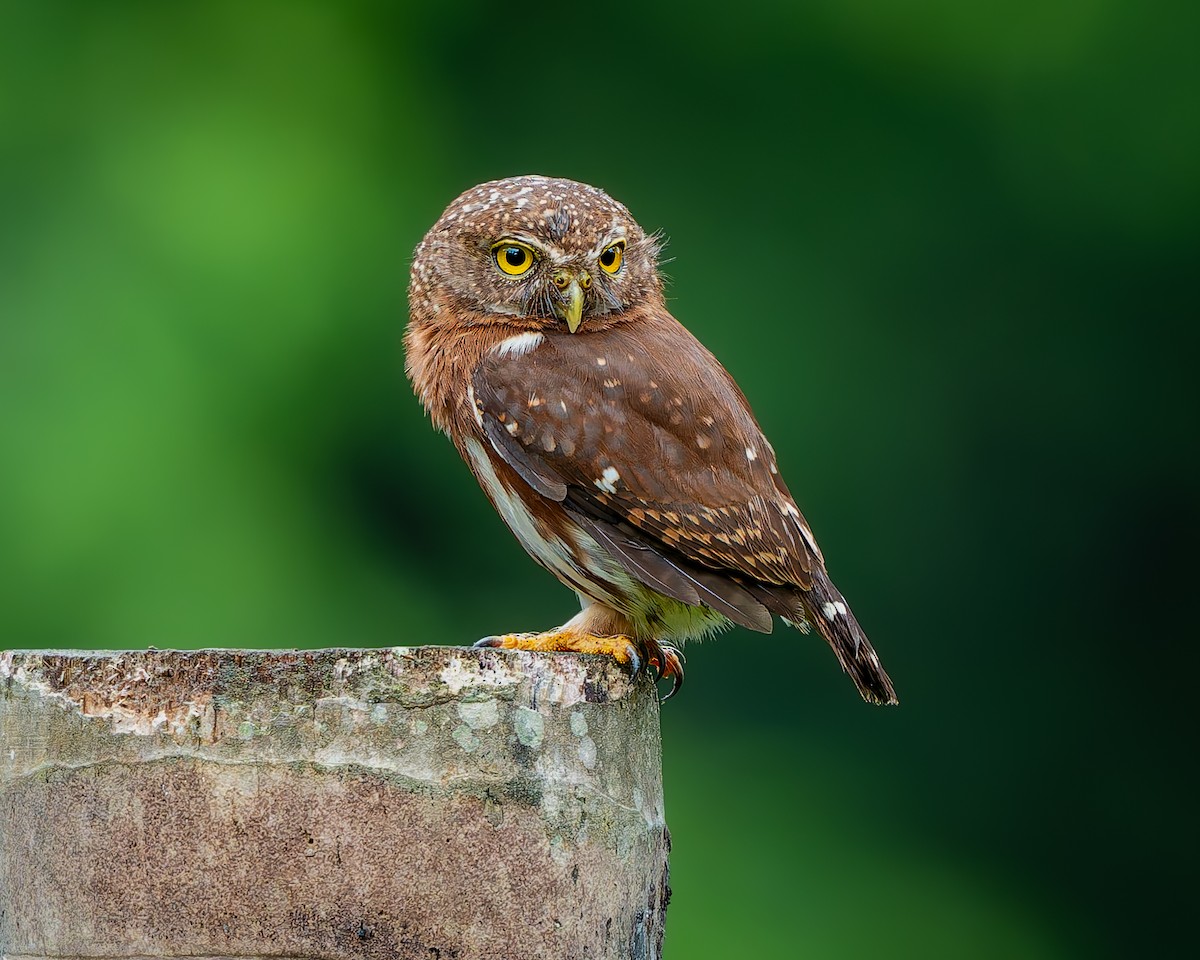 Central American Pygmy-Owl - ML635794600