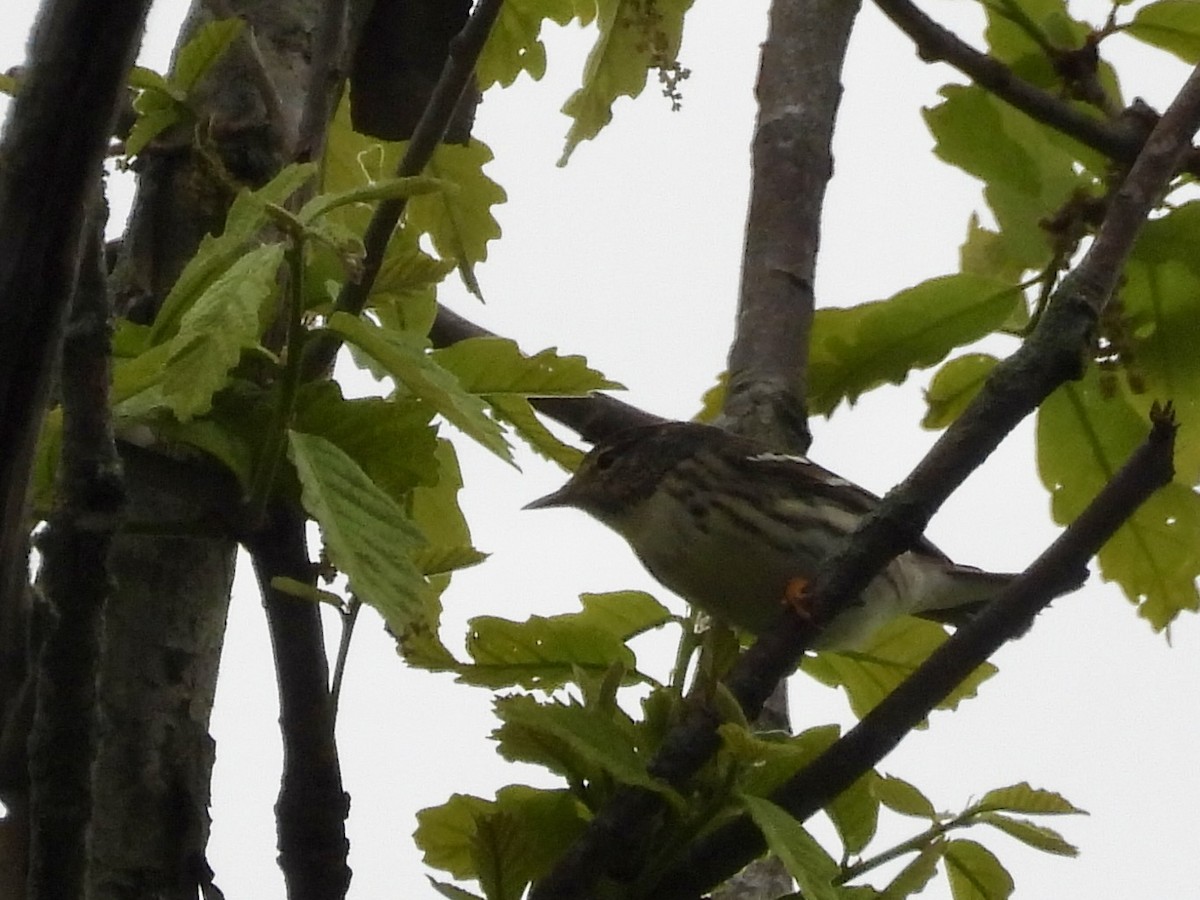 Blackpoll Warbler - ML635794737