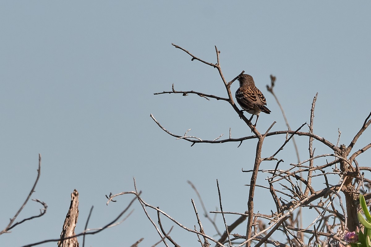 Mourning Sierra Finch - ML635794752