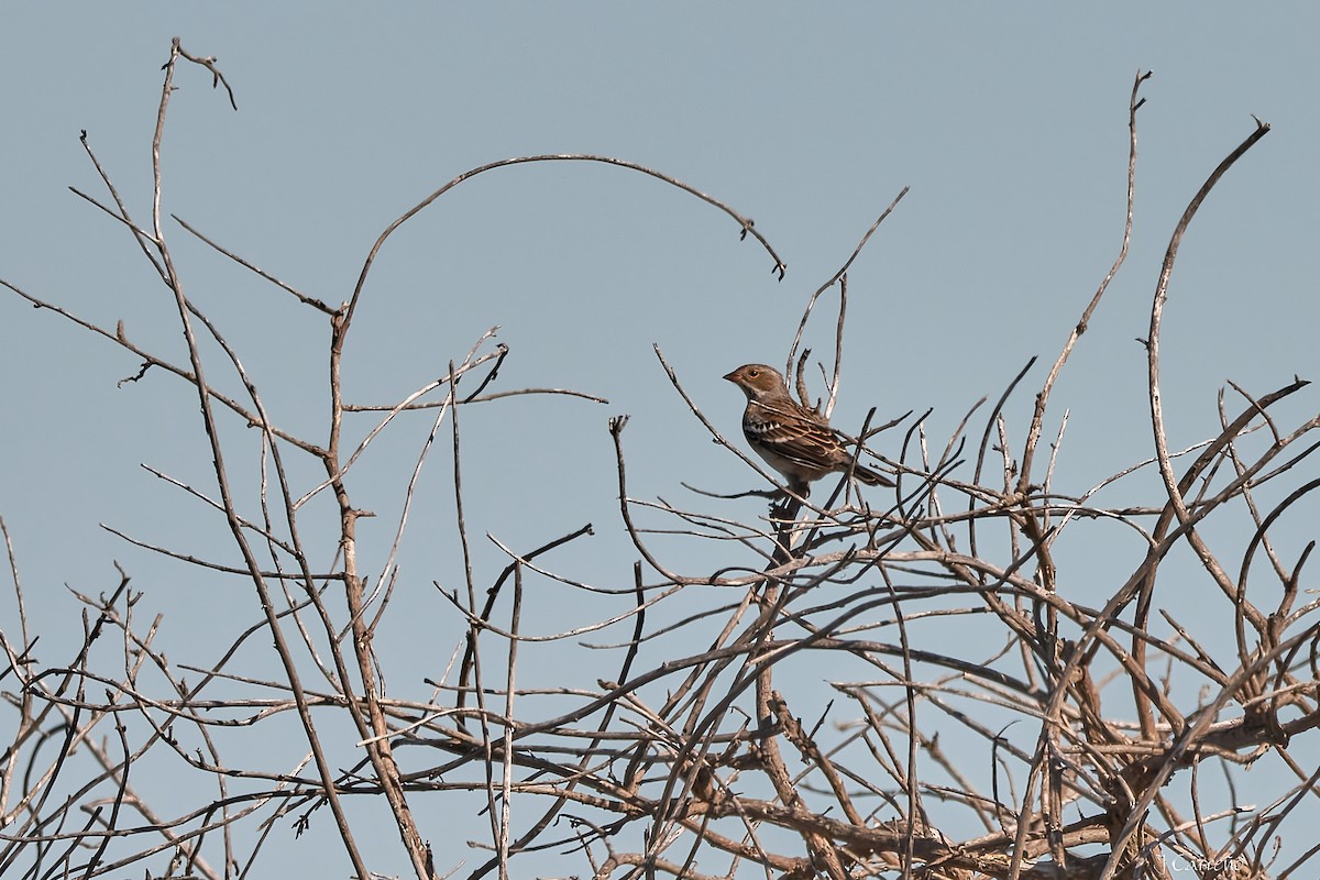Mourning Sierra Finch - ML635794753