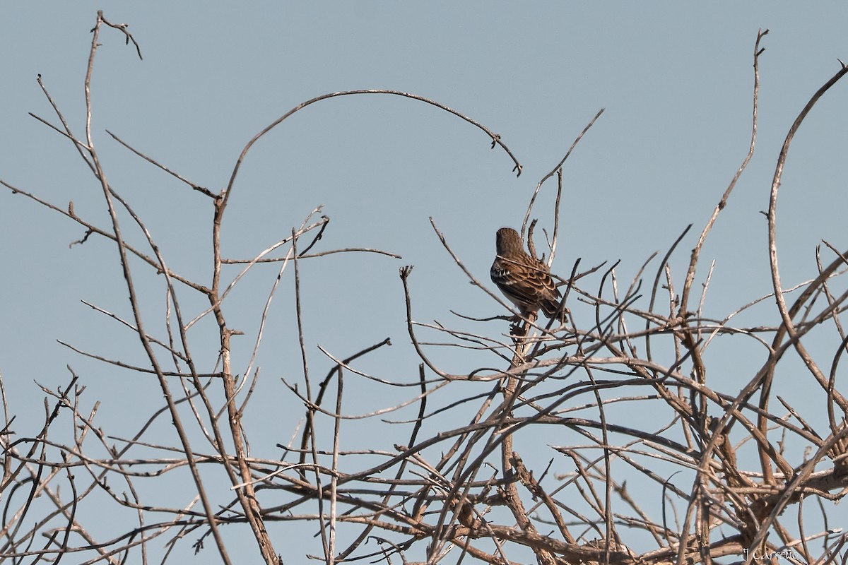 Mourning Sierra Finch - ML635794754
