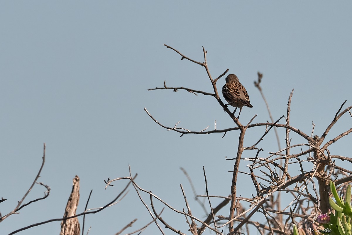 Mourning Sierra Finch - ML635794755