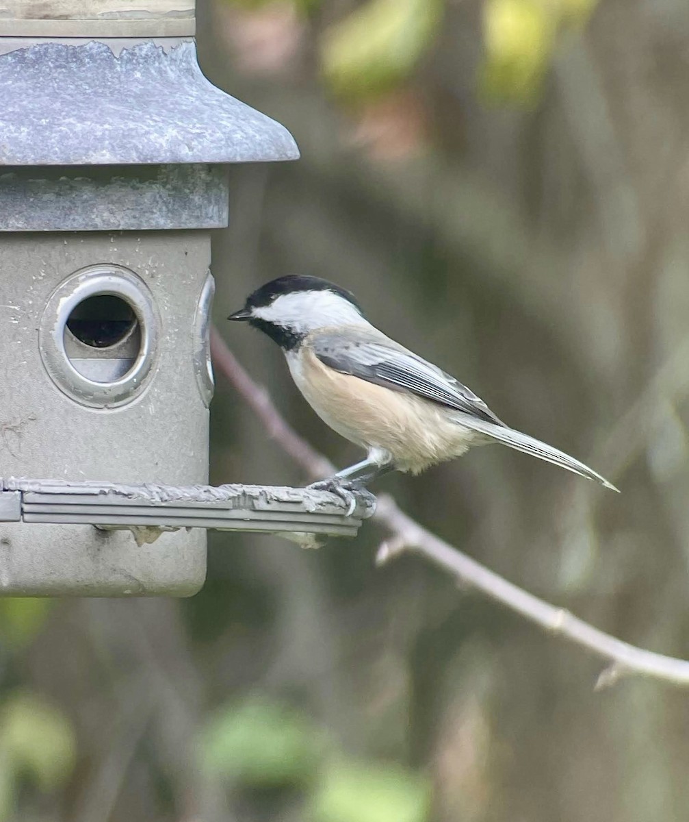 Black-capped Chickadee - ML635794791