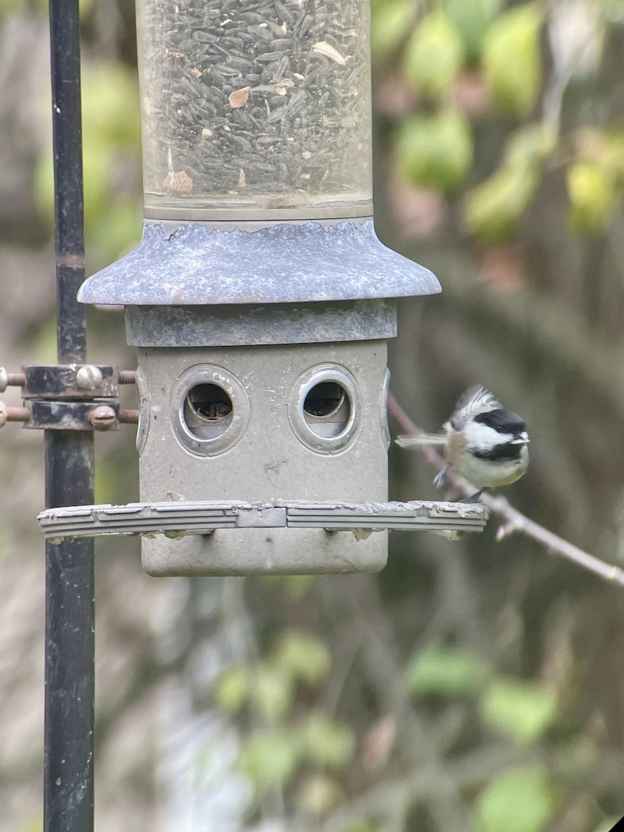 Black-capped Chickadee - ML635794792