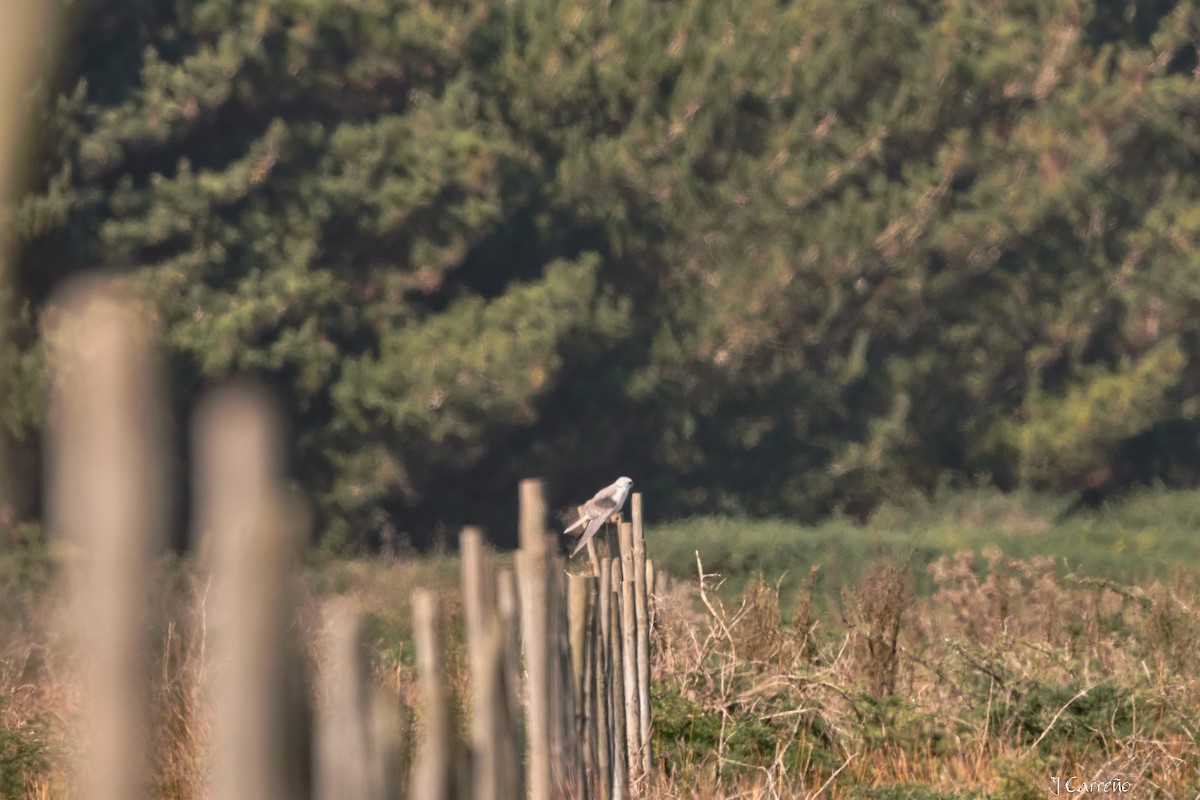 White-tailed Kite - ML635794843
