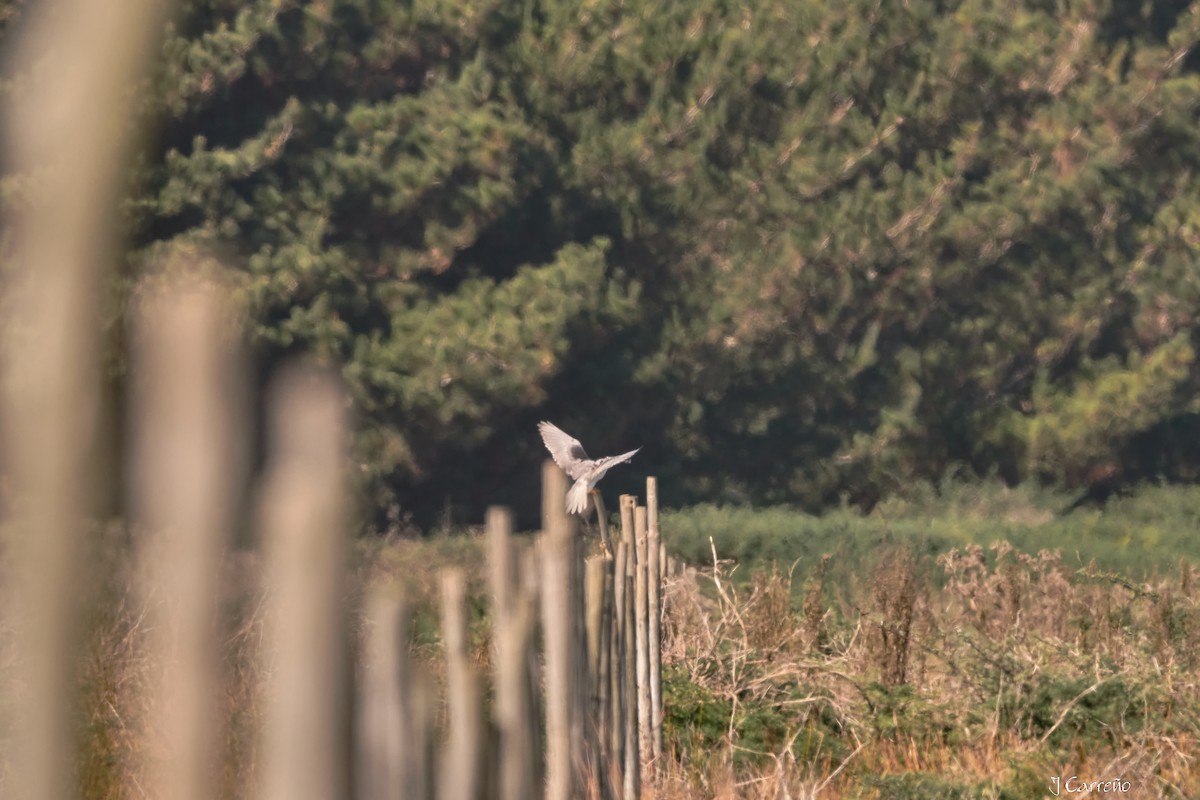 White-tailed Kite - ML635794844