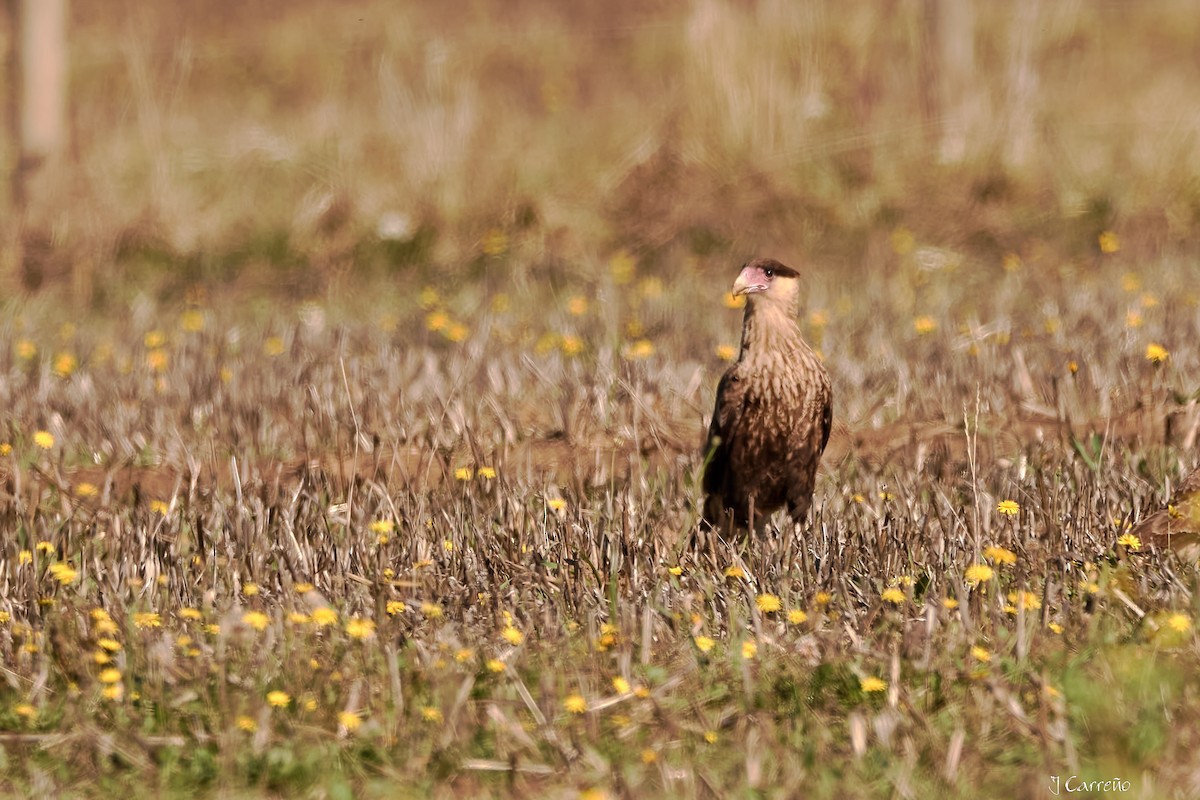 Crested Caracara - ML635794870