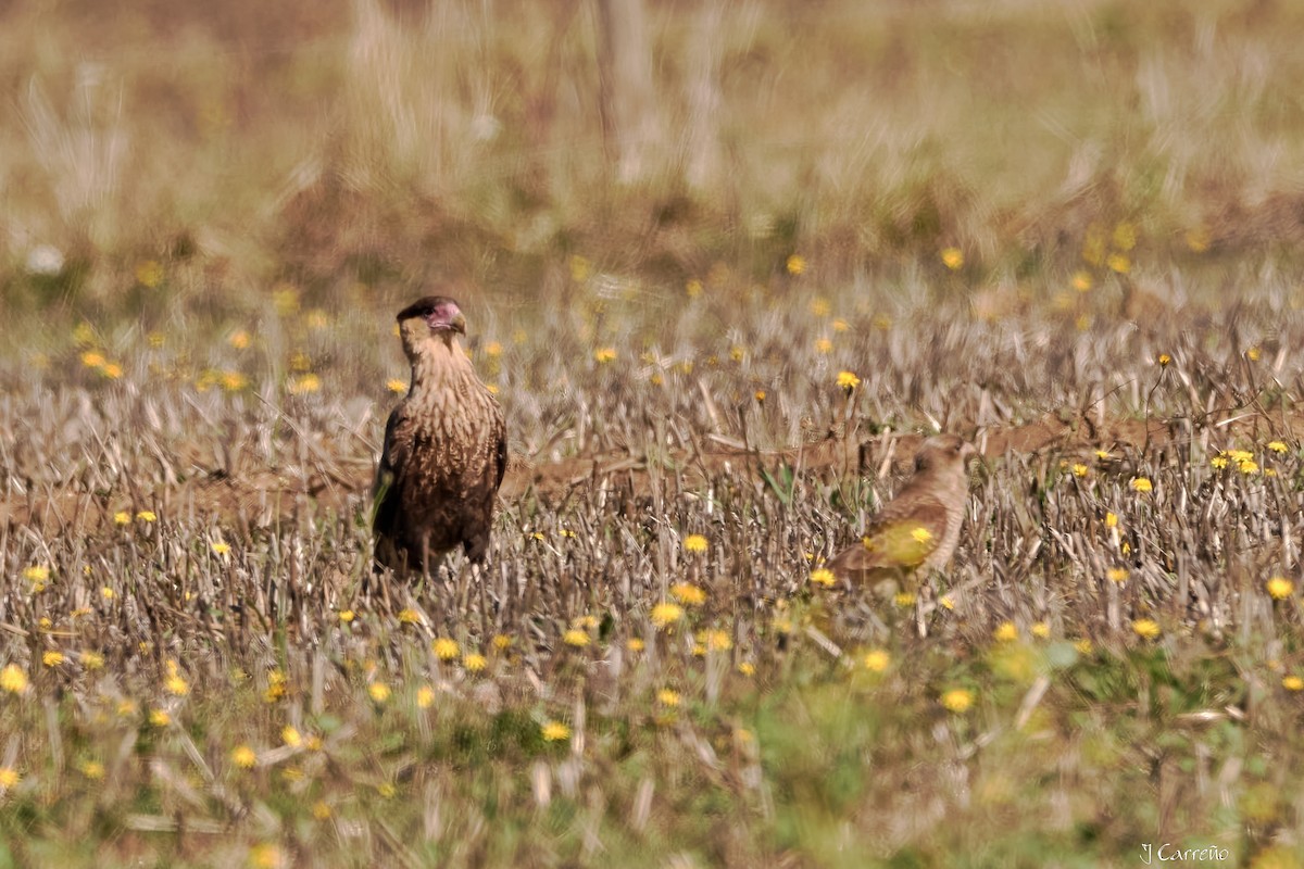 Crested Caracara - ML635794871