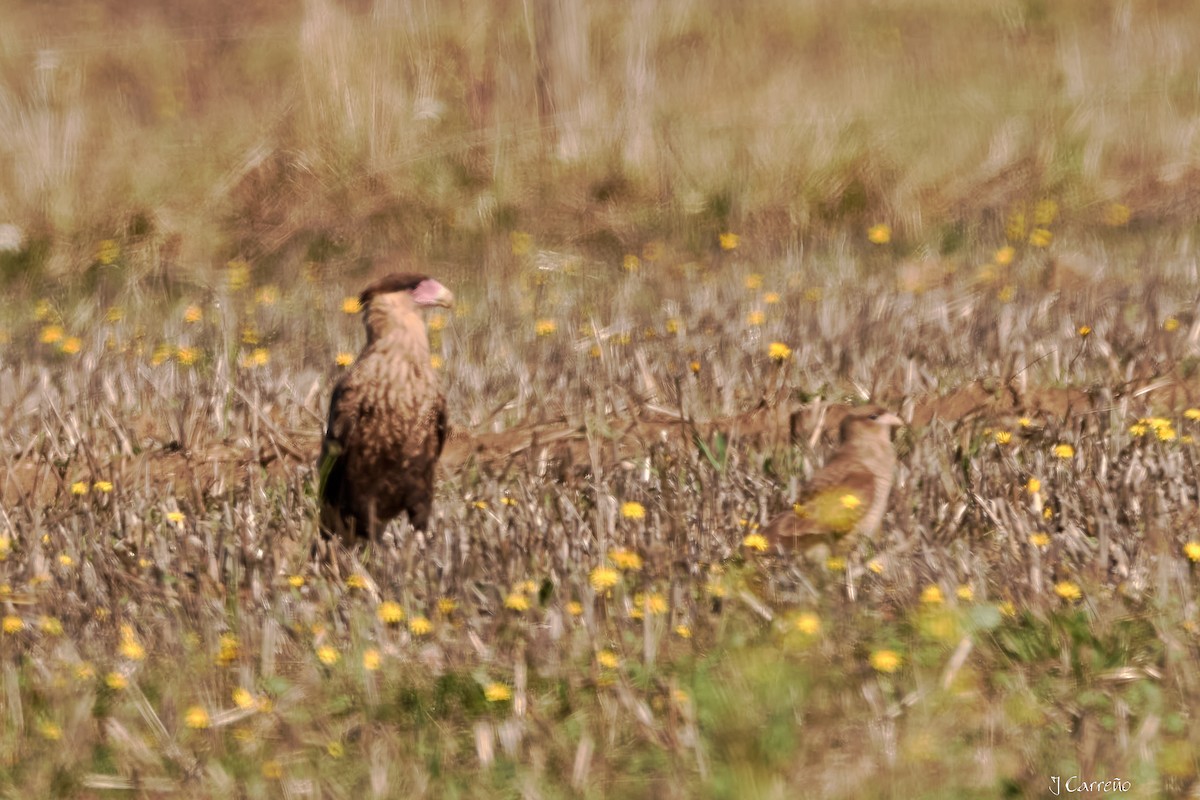 Crested Caracara - ML635794874