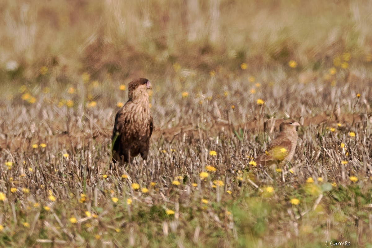 Crested Caracara - ML635794876