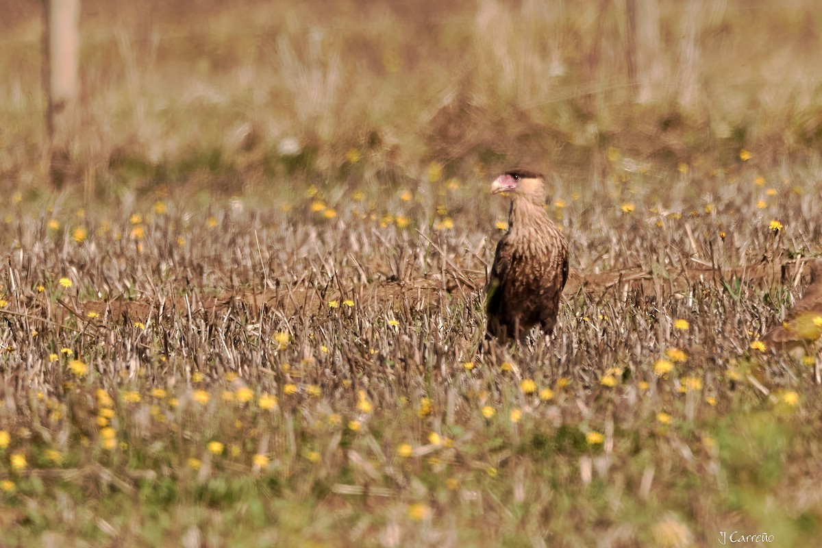 Crested Caracara - ML635794879