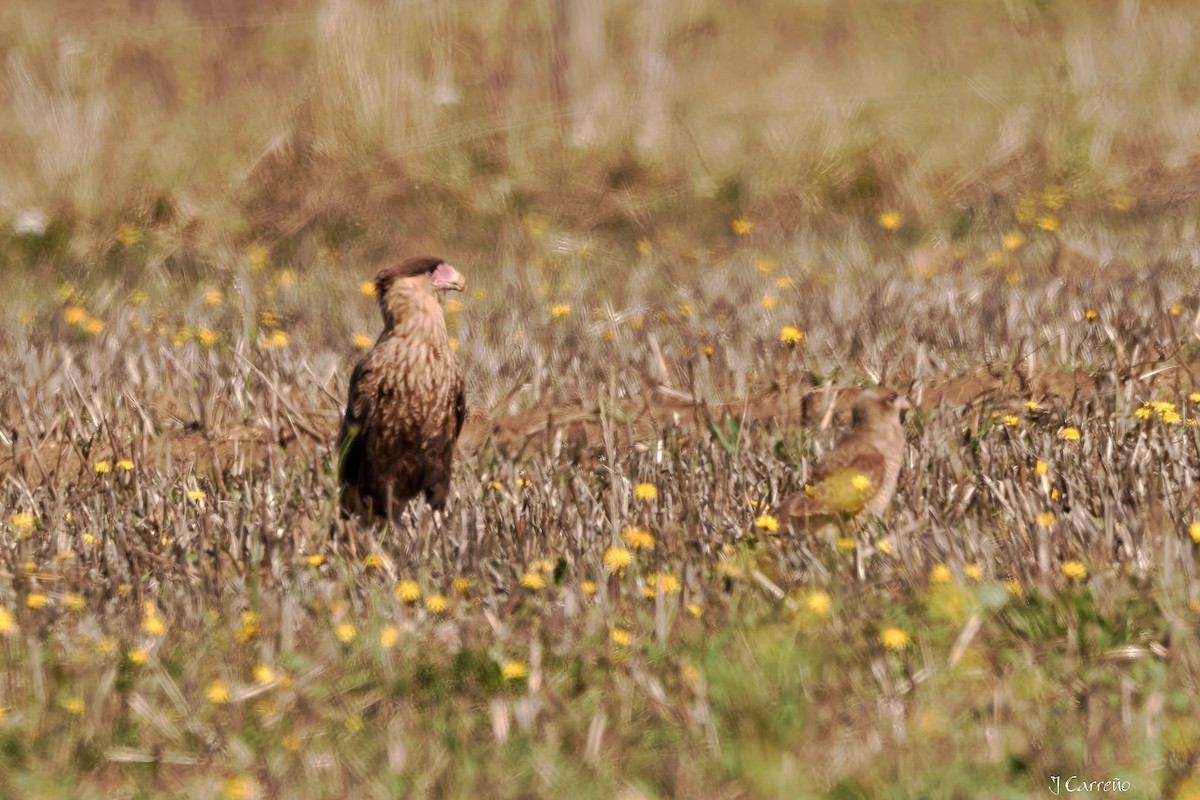 Crested Caracara - ML635794882