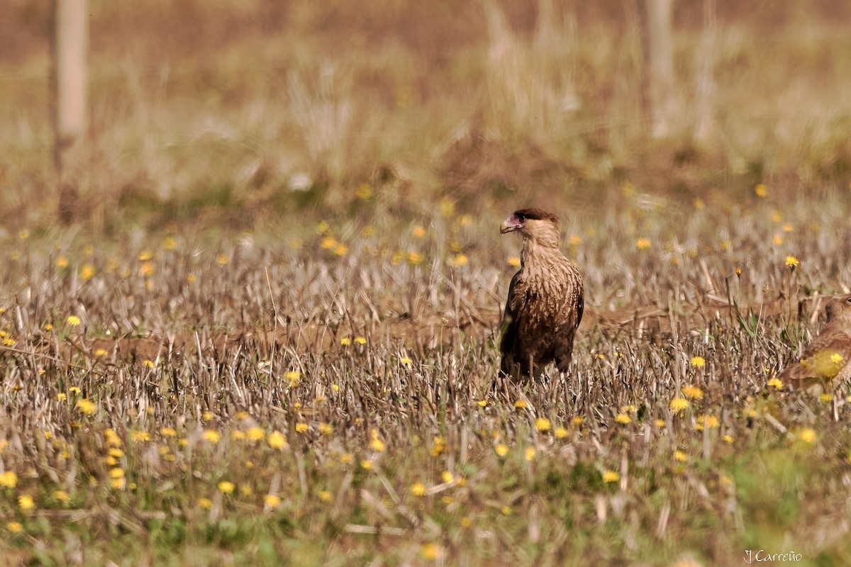Crested Caracara - ML635794886