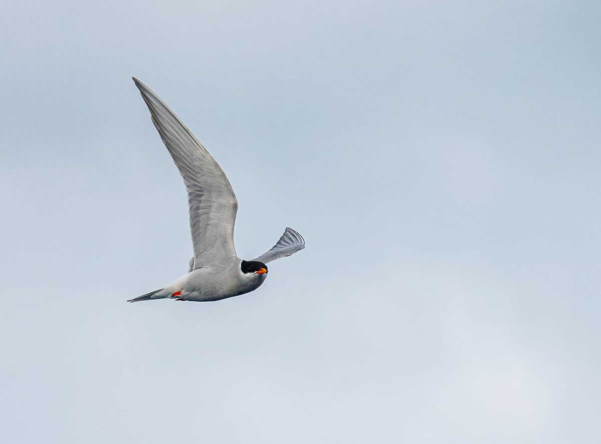 Black-fronted Tern - ML635794963