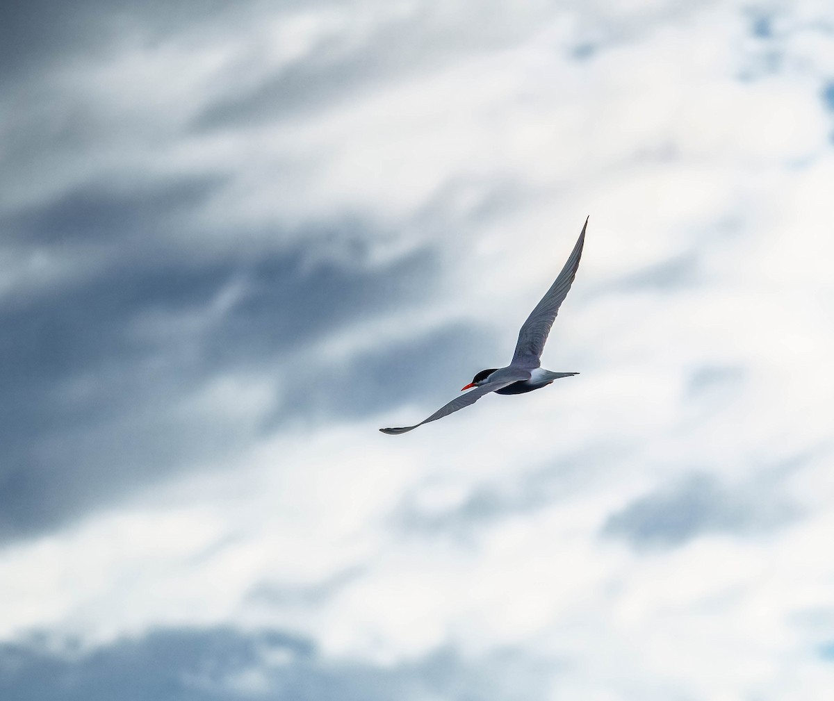 Black-fronted Tern - ML635794968
