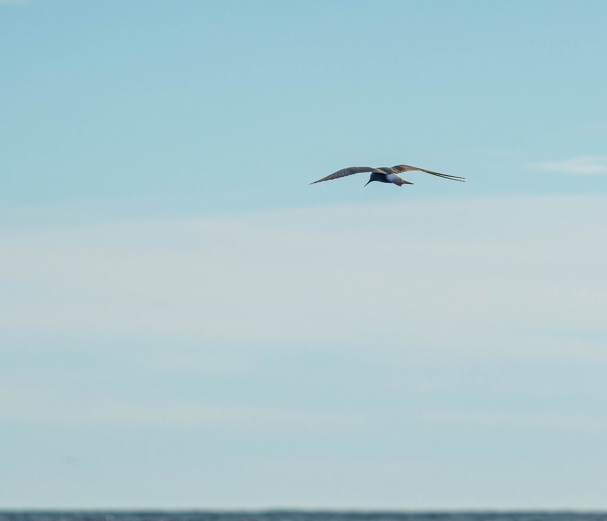Black-fronted Tern - ML635794969