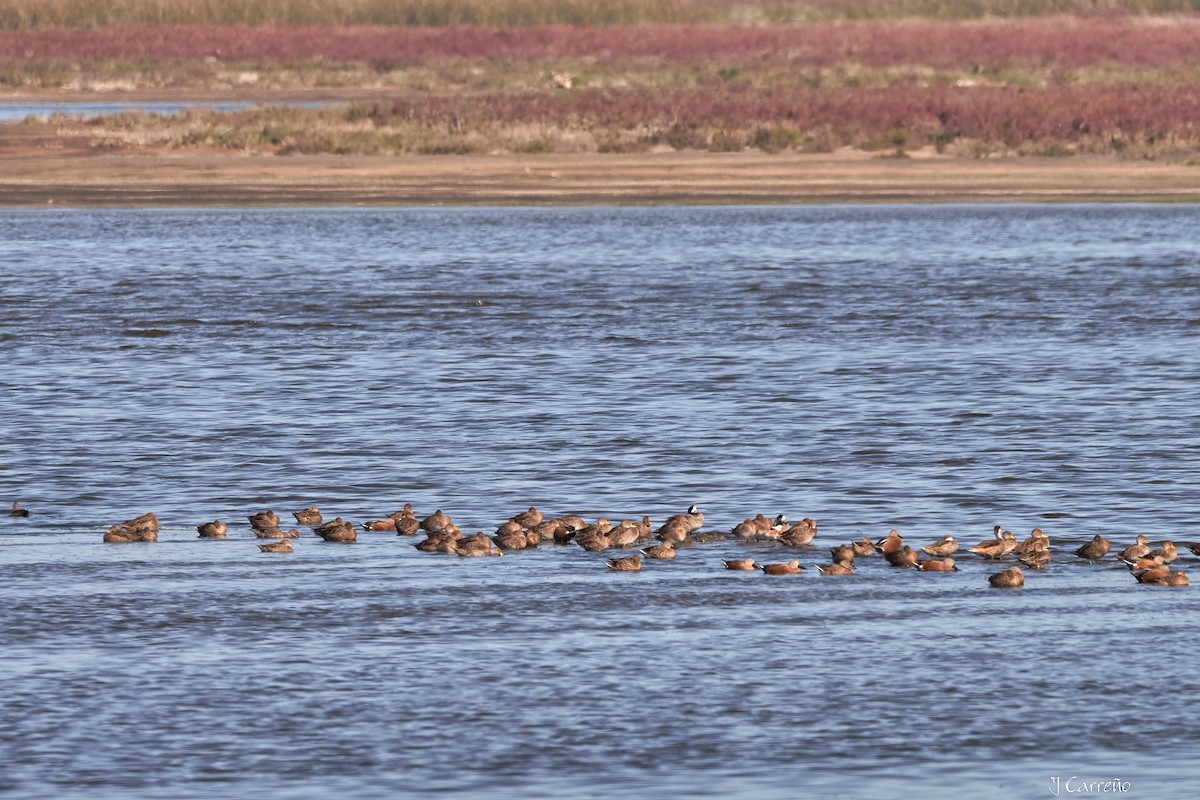 Yellow-billed Pintail - ML635794999