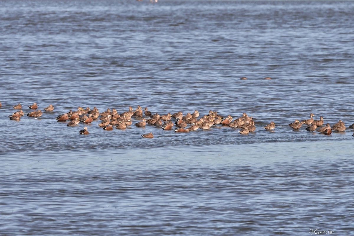 Yellow-billed Pintail - ML635795001