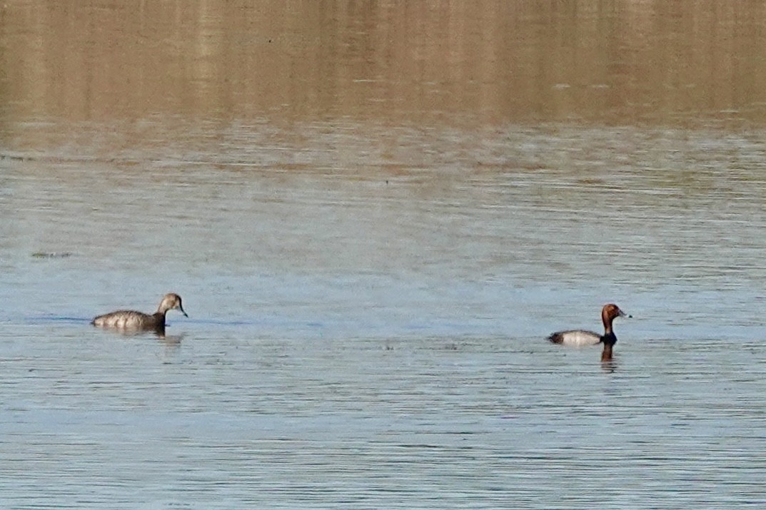 polák americký - ML635795046