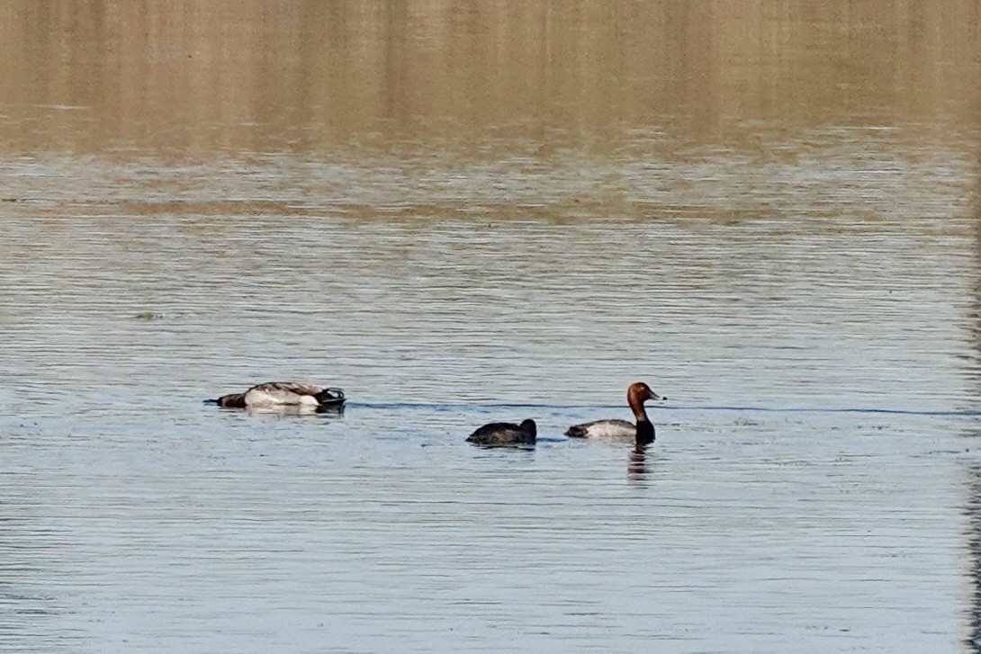 polák americký - ML635795047