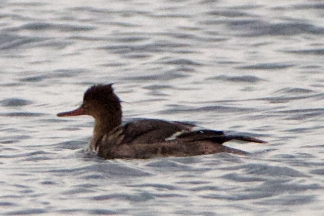 Red-breasted Merganser - ML635795050