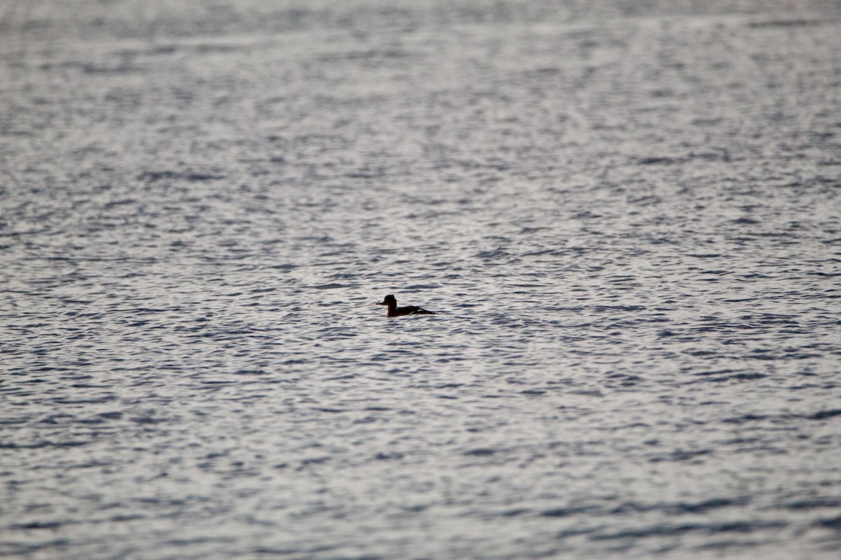 Red-breasted Merganser - ML635795051