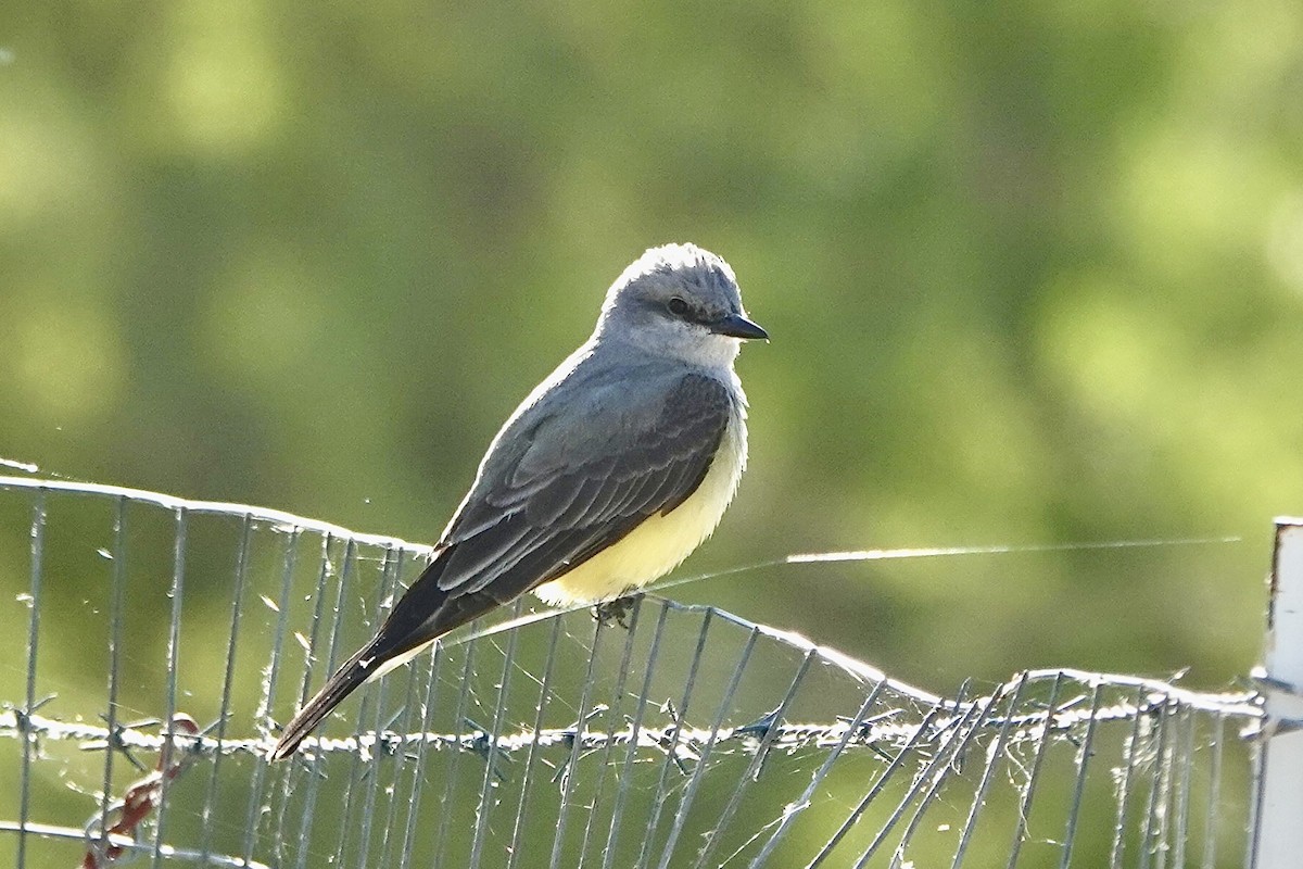 tyran západní - ML635795055