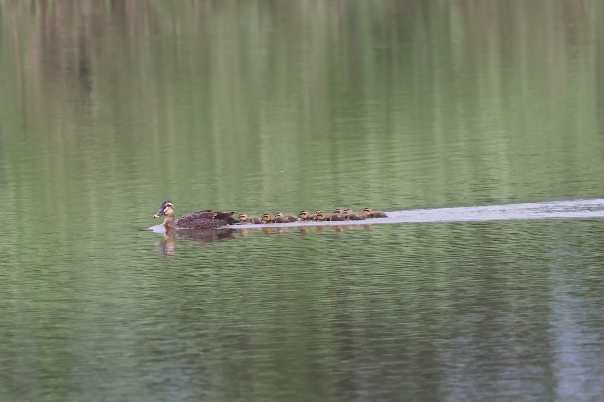 Eastern Spot-billed Duck - ML635795110