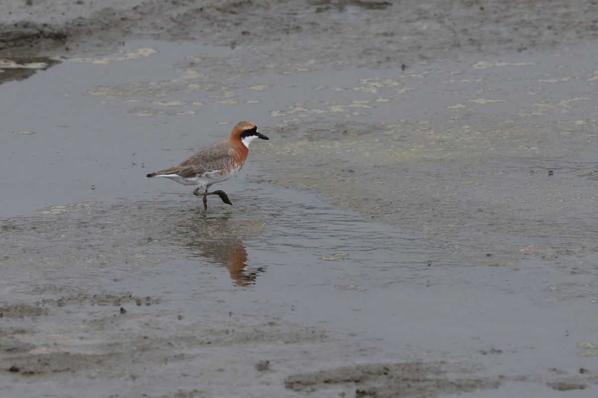 Siberian Sand-Plover - ML635795128