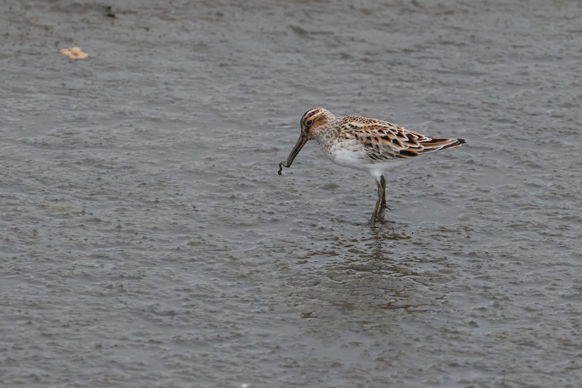 Broad-billed Sandpiper - ML635795139
