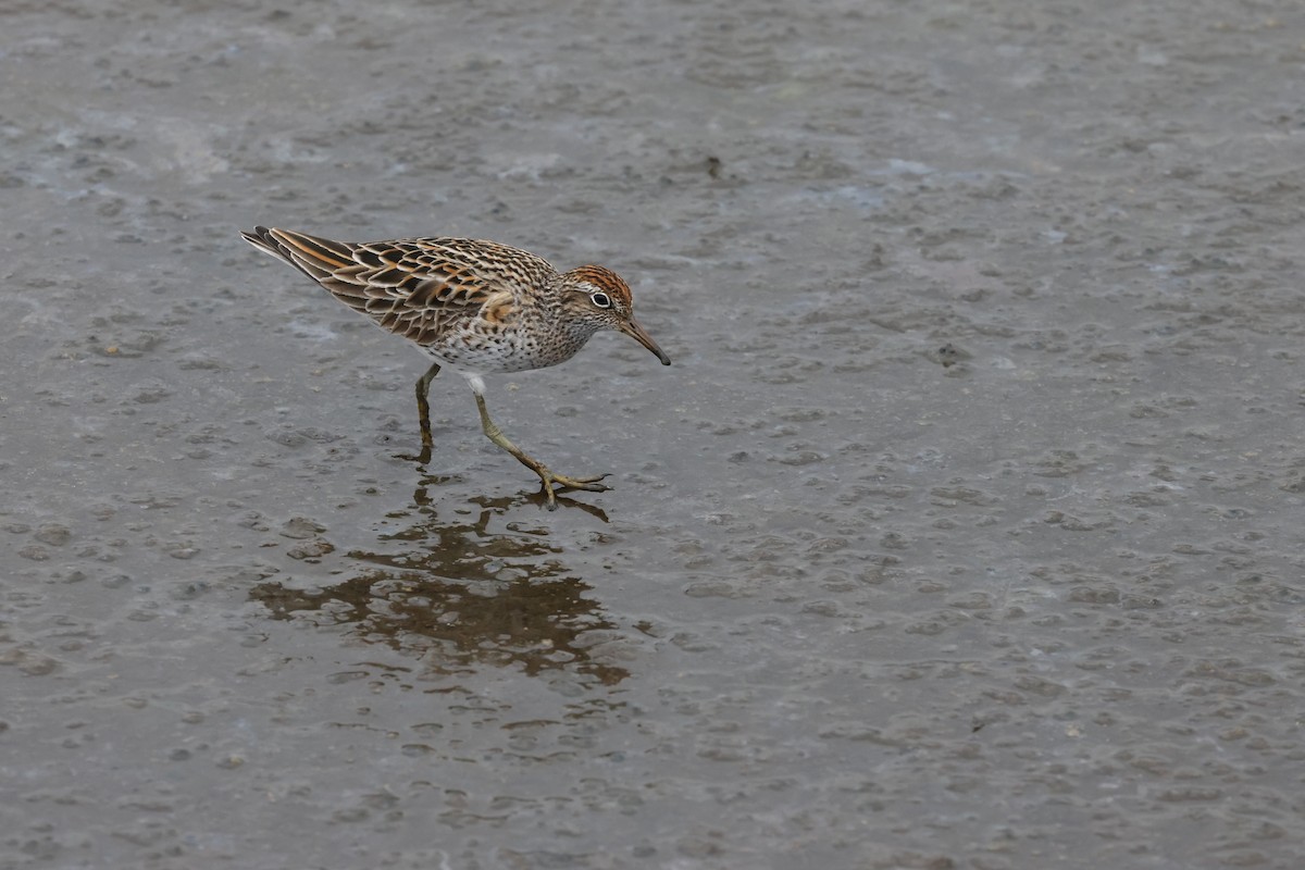 Sharp-tailed Sandpiper - ML635795142
