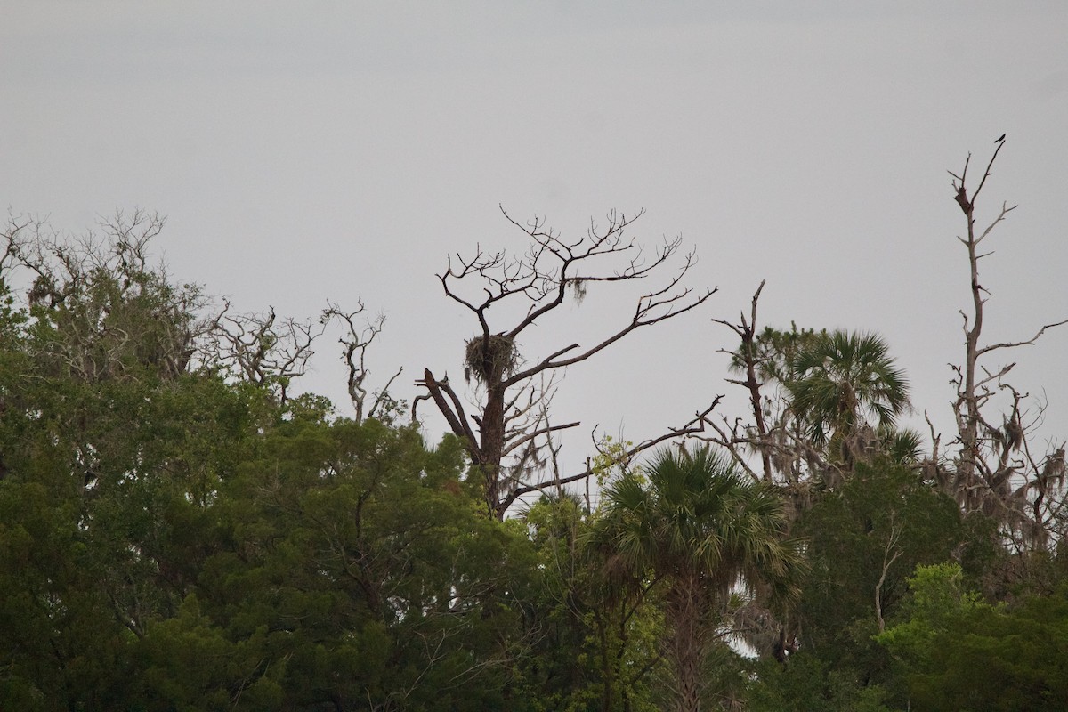 Osprey - ML635795148