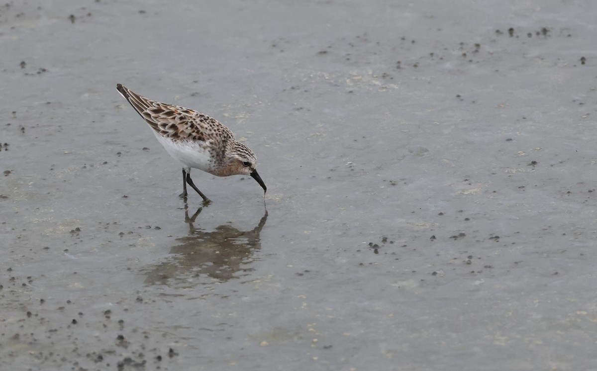 Red-necked Stint - ML635795155
