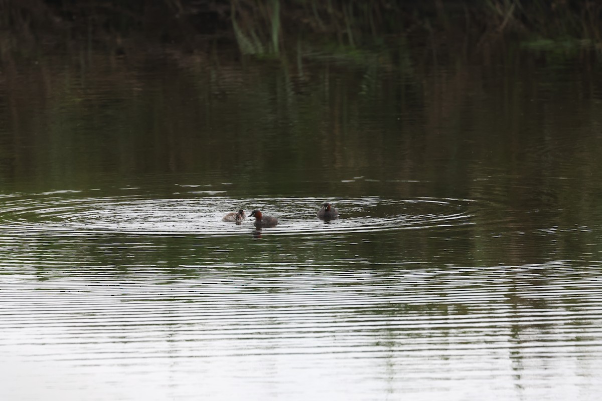 Little Grebe (Little) - ML635795173