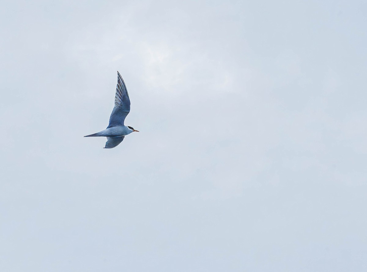 Black-fronted Tern - ML635795212