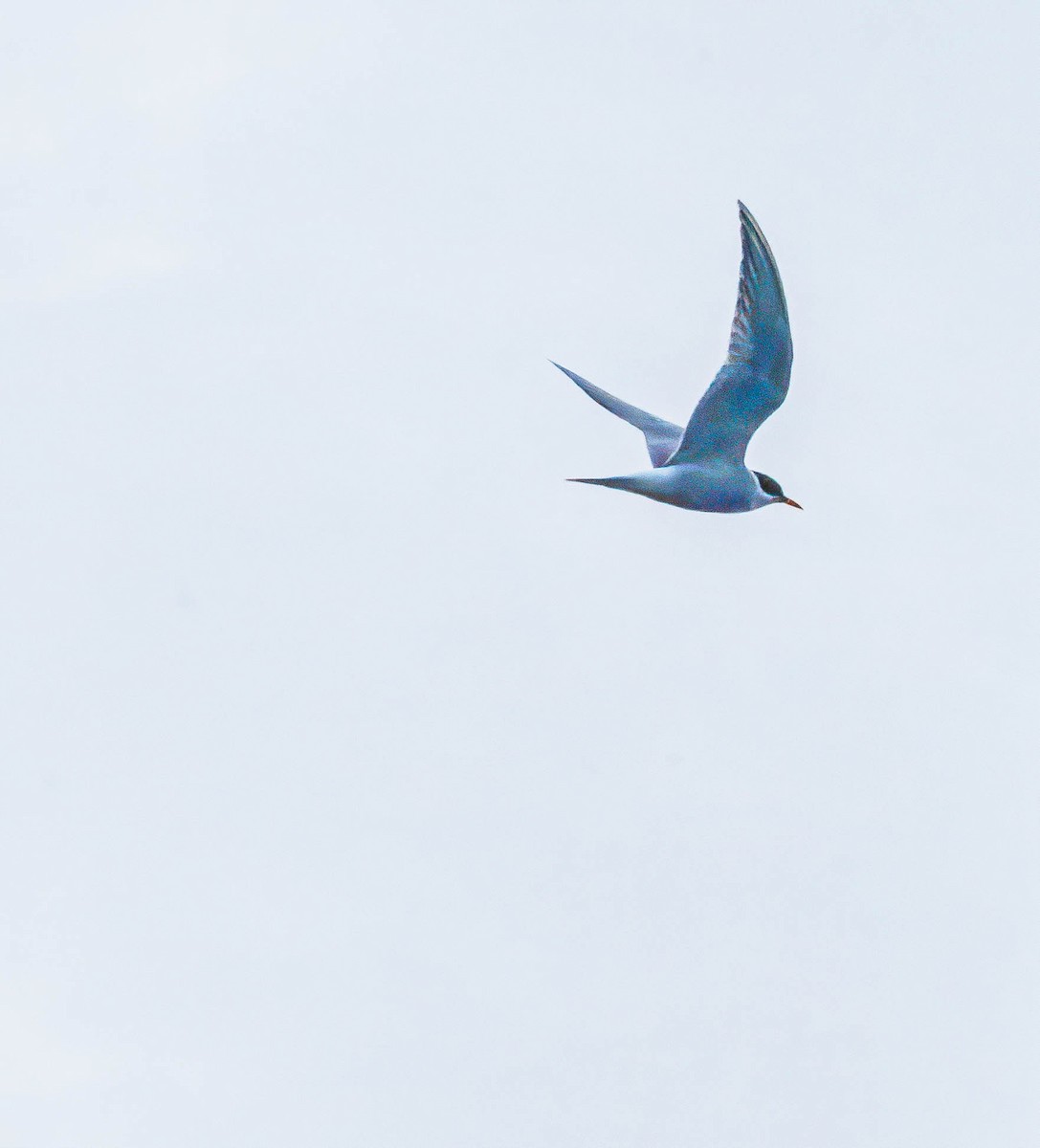 Black-fronted Tern - ML635795213